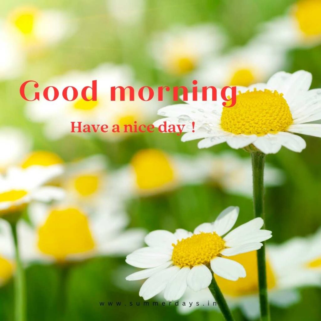 Download - good morning have a nice day Images 47 10 1 Download - good morning have a nice day Images
