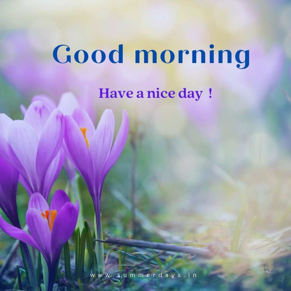 Download - good morning have a nice day Images 41 17 1 Download - good morning have a nice day Images
