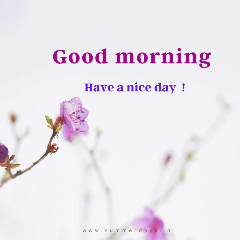 Download - good morning have a nice day Images 15 31 Download - good morning have a nice day Images