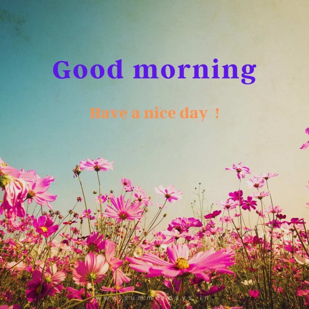 Download - good morning have a nice day Images 8 38 Download - good morning have a nice day Images