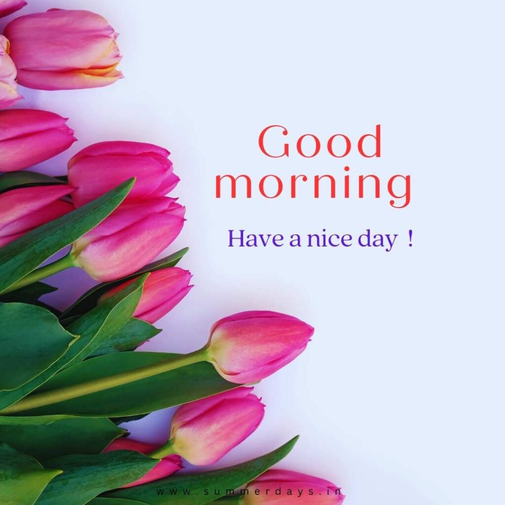 Download - good morning have a nice day Images 53 4 3 Download - good morning have a nice day Images