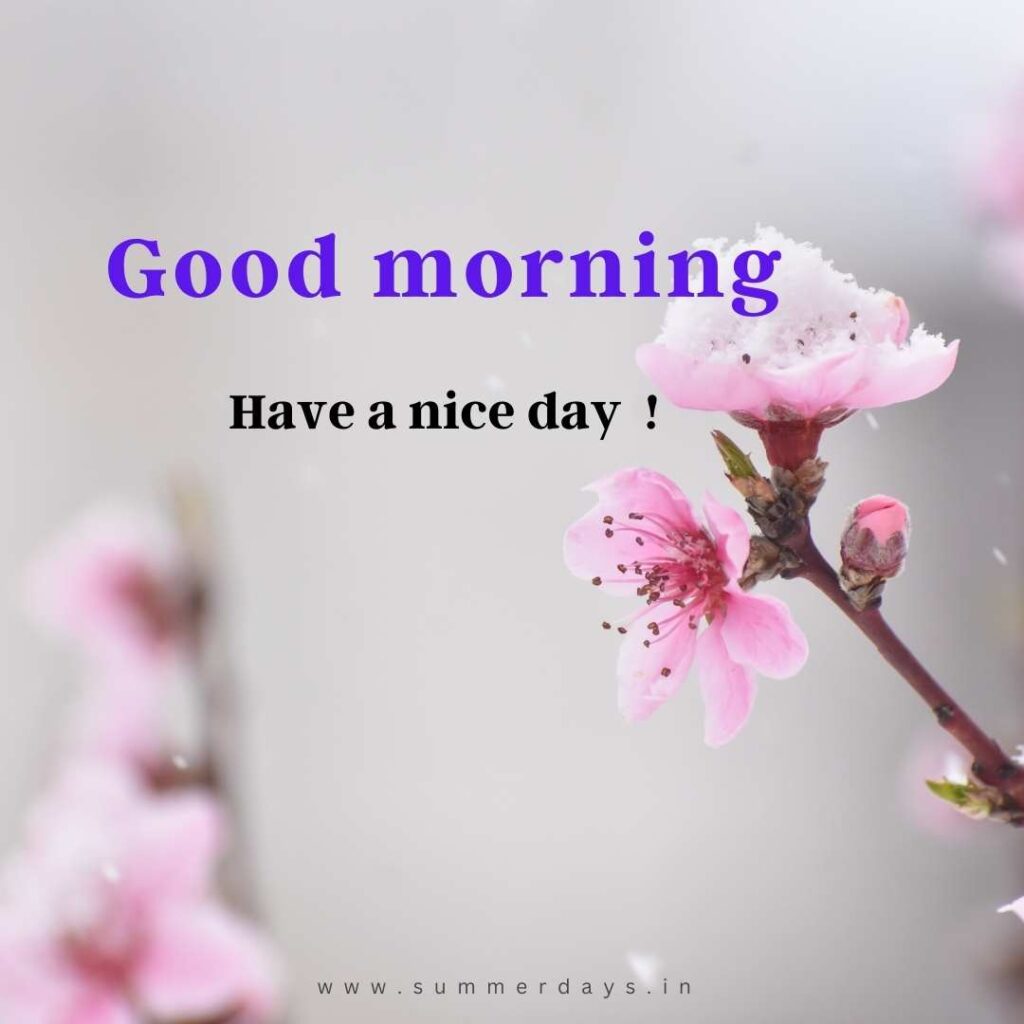 Download - good morning have a nice day Images 4 42 Download - good morning have a nice day Images