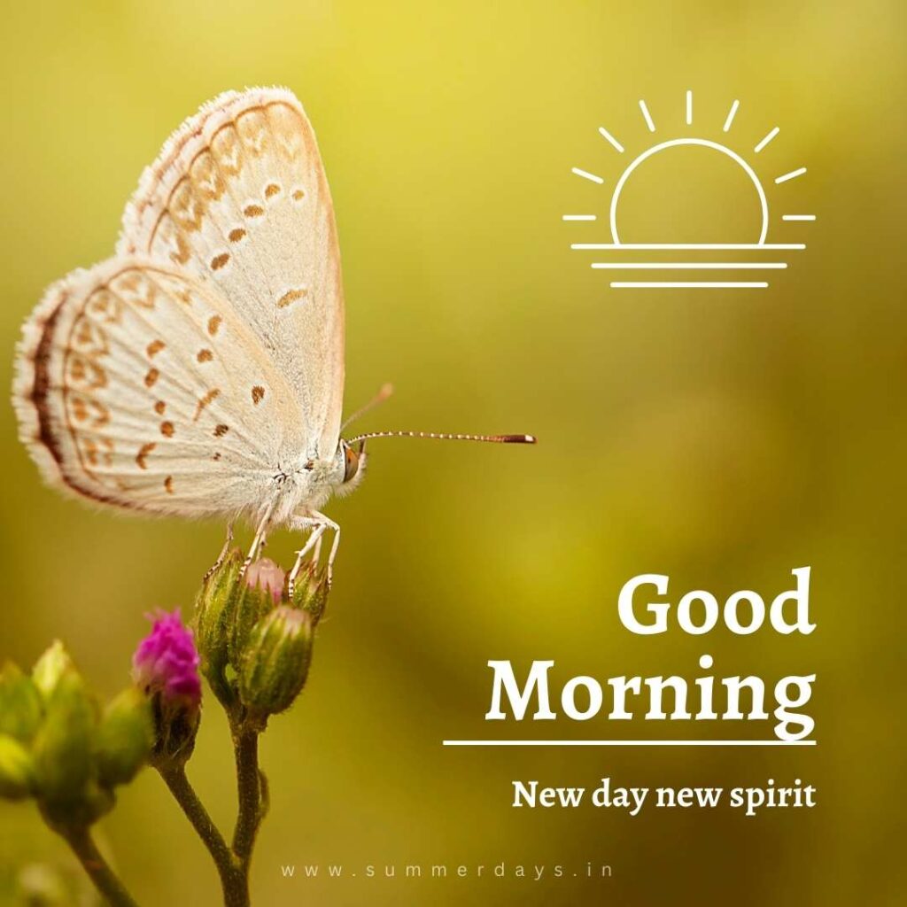 Download - good morning have a nice day Images 58 79 Download - good morning have a nice day Images