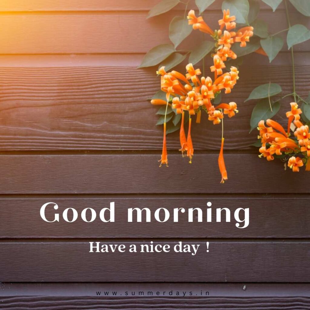 Download - good morning have a nice day Images 48 9 2 Download - good morning have a nice day Images